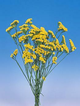 Statice Fortress Yellow 500 seeds