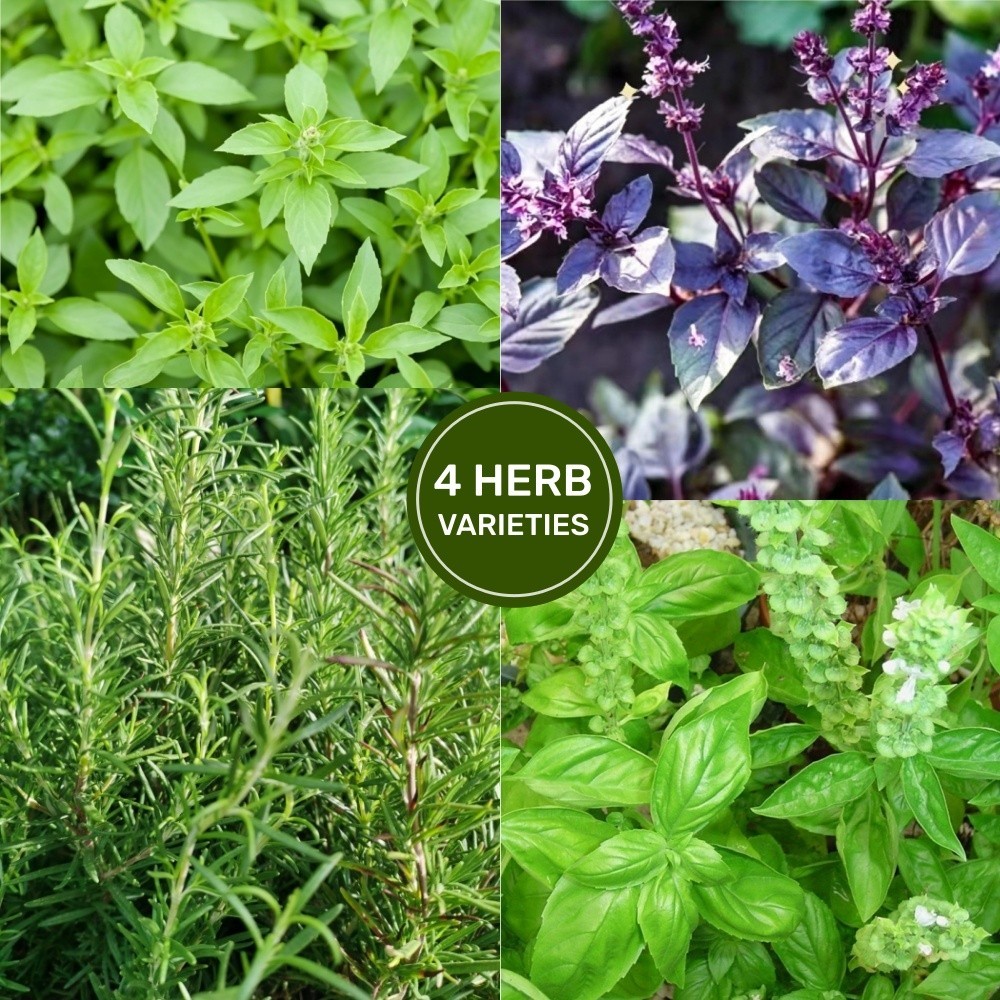 Heirloom Herb Seeds Variety Pack: 1800+ Seed Basil Rosemary for Indoor Outdoor