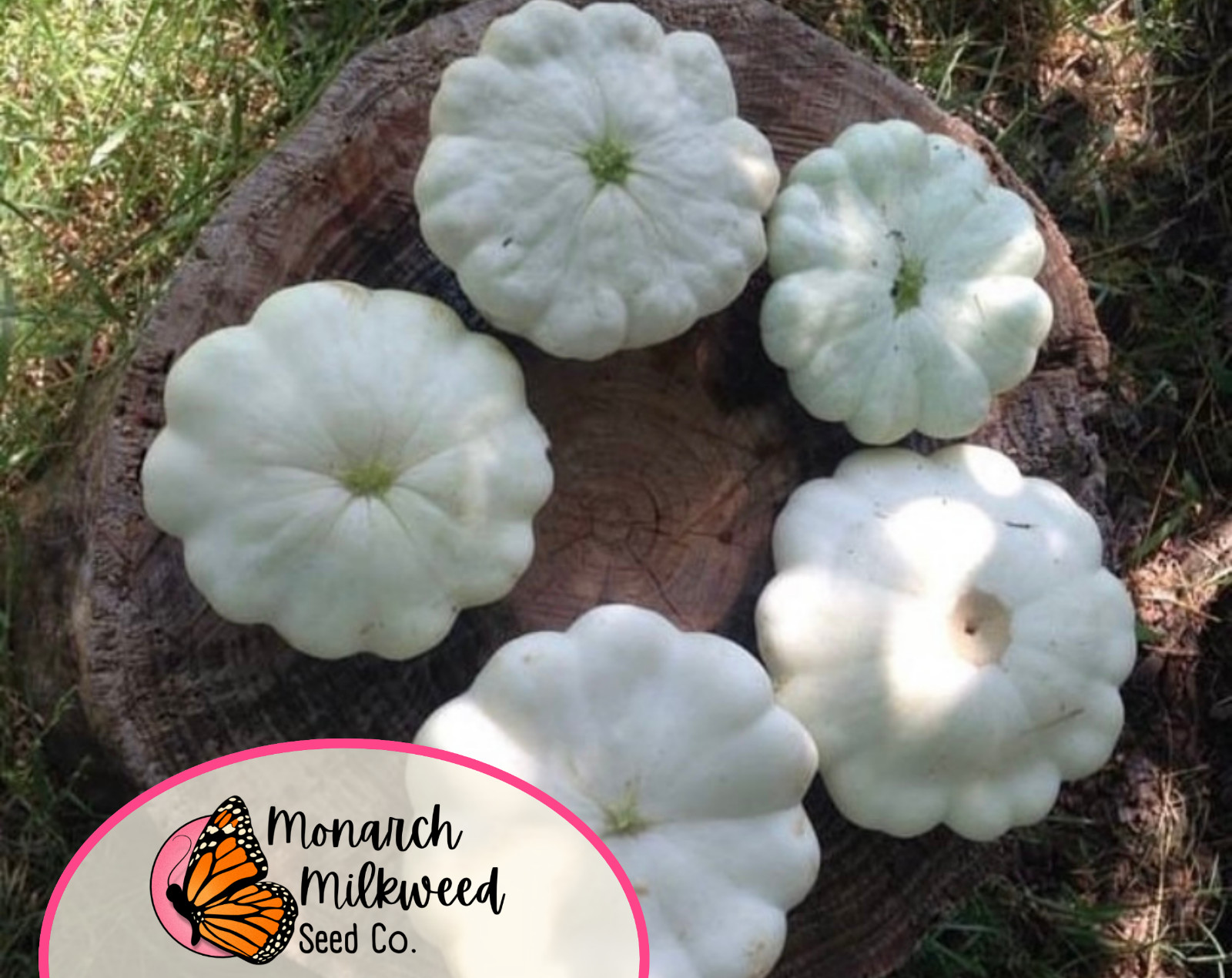 75+ Squash Seeds ‘White Bush Scallop’ | Heirloom, Non-GMO, Vegetable Gardening