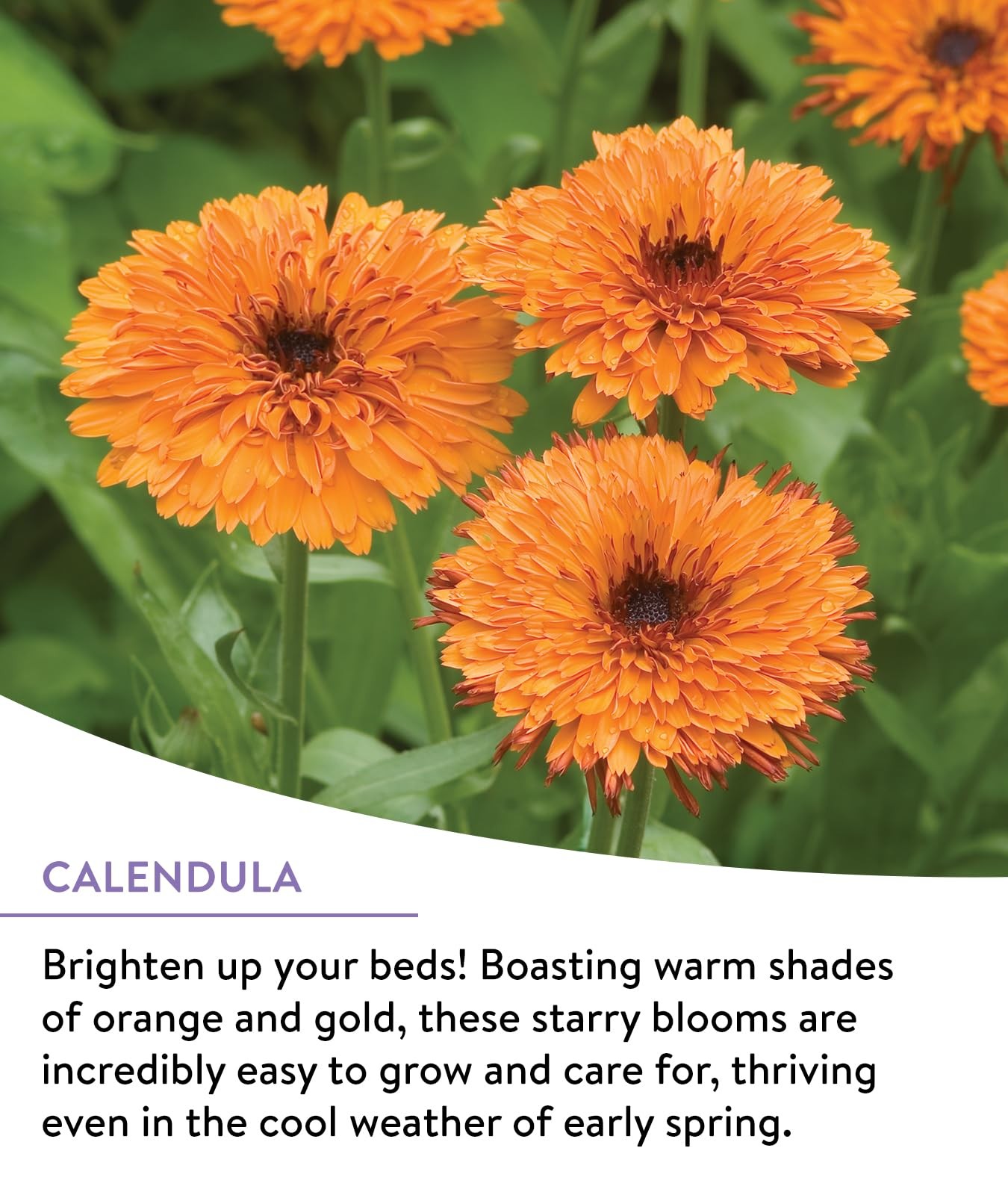 Burpee Wildflower 25,000 Bulk, 1 Bag | 18 Varieties of Non-GMO Perennial Mix