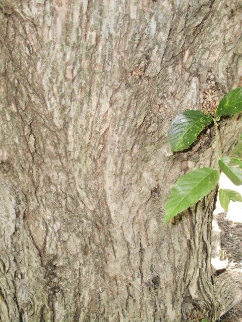 20 WILSON’S PROSPECTOR ELM SEEEDS Ulmus wilsoniana ‘Prospector’