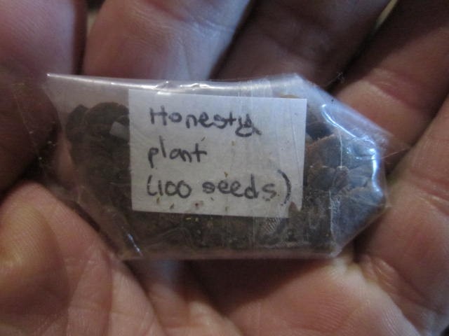 Honesty plant / money plant (Lunaria annua) – 100 seeds