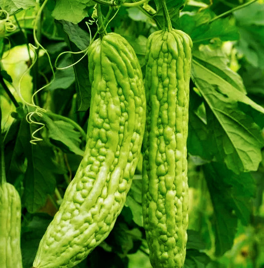 Green Skin Bitter Melon | Balsam Pear Karela Gourd Goya Squash Asian Seed 2024