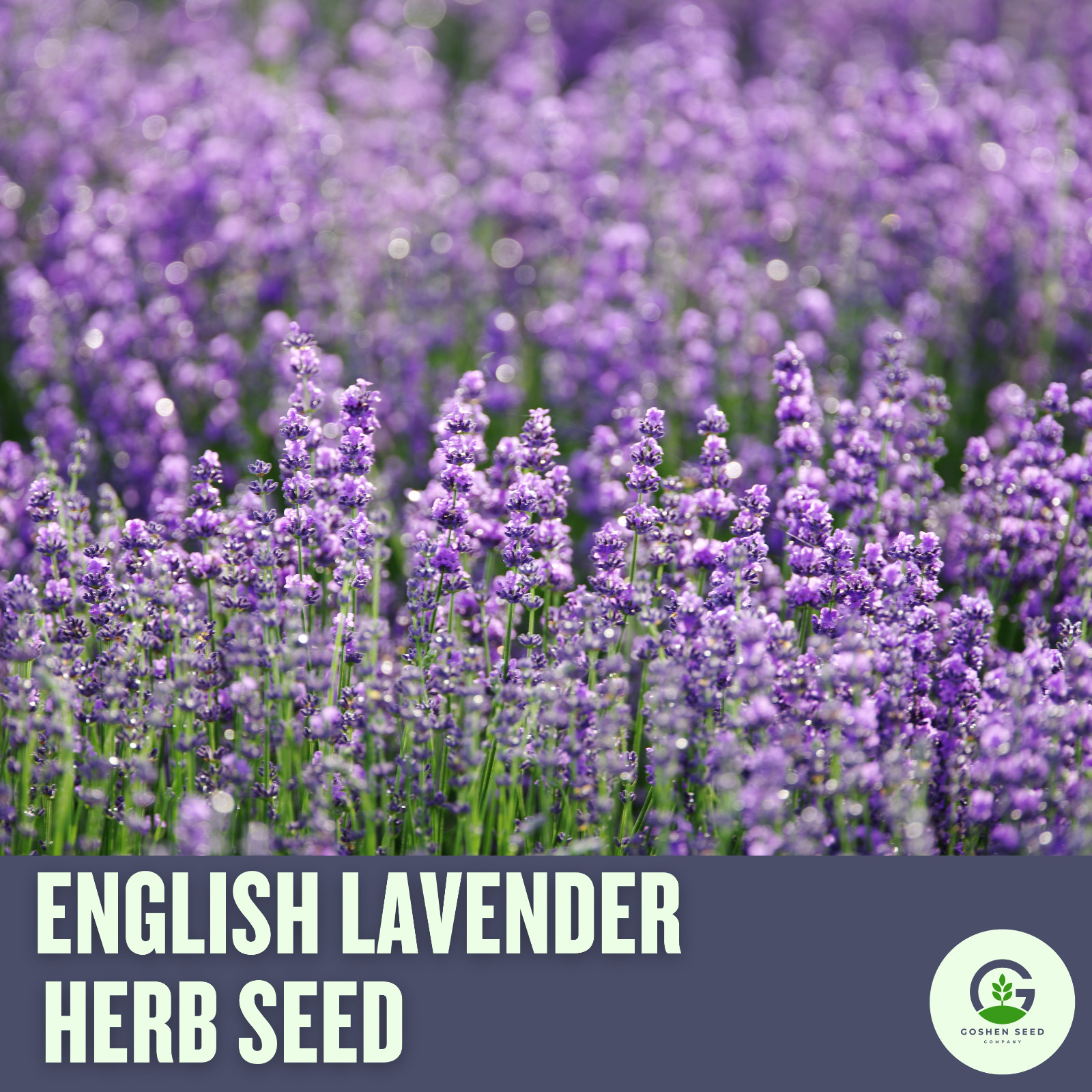 English Lavender Herb Seeds – Beautiful, Fragrant, and Hardy Herb, 100 Seeds