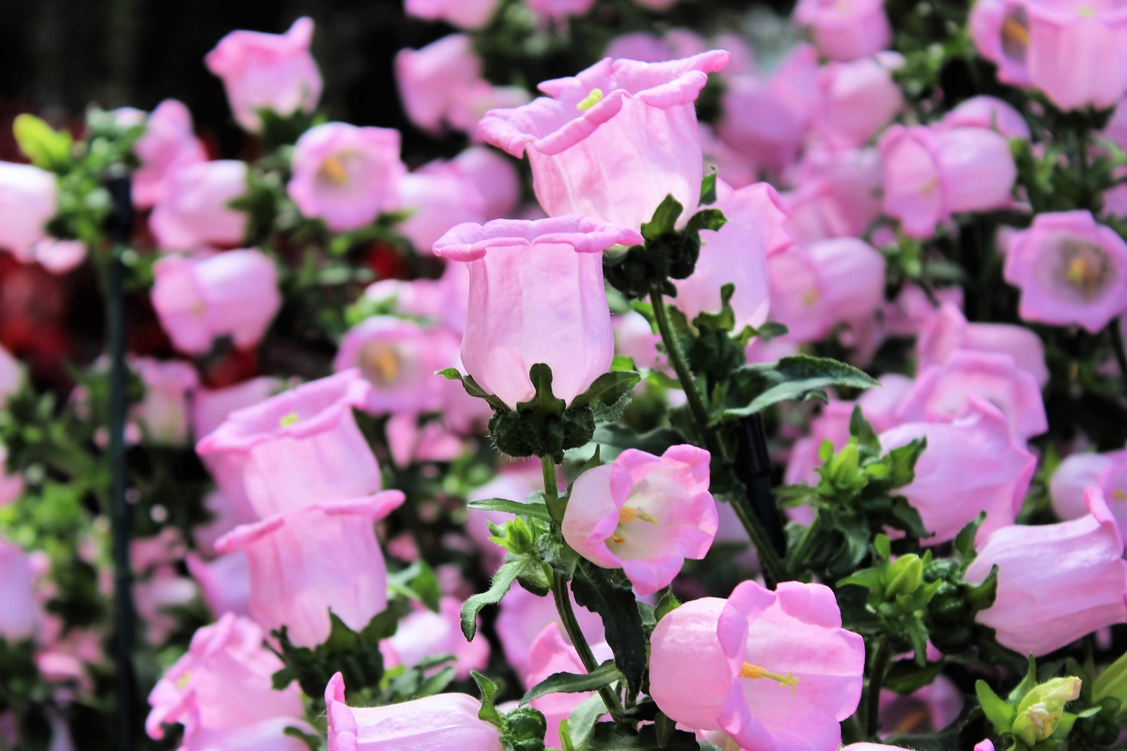 200 ROSE PINK CANTERBURY BELLS – CAMPANULA Medium Flower Seeds *Comb S/H