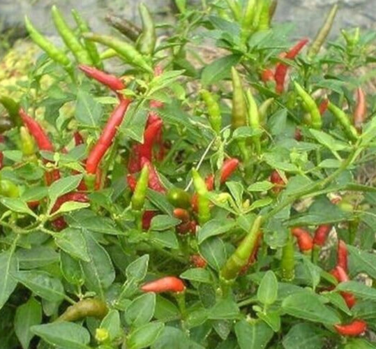 20 Newly Harvested Fresh Thai Bird Premium Pepper Seeds-A 75