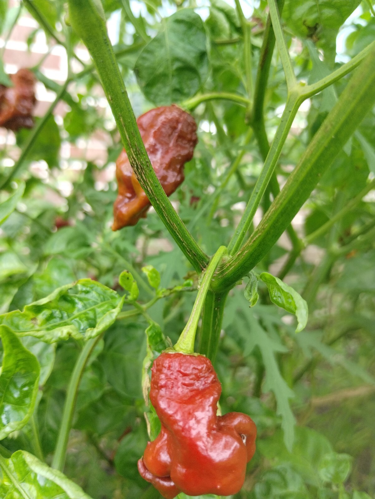 Chocolate T-Rex Pepper (20 Seeds) SUPERHOT! Heat Level: Evil Lizard