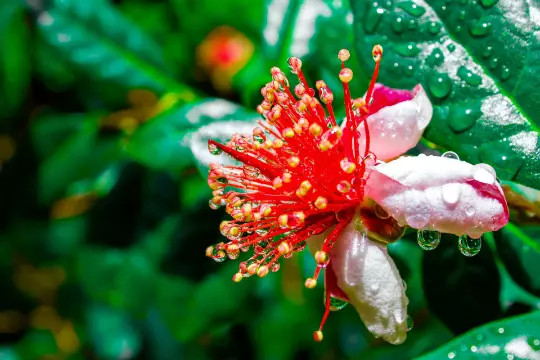 Dwarf Pineapple Guava tree {Feijoa sellowiana} SEEDS 10+ USA Seller