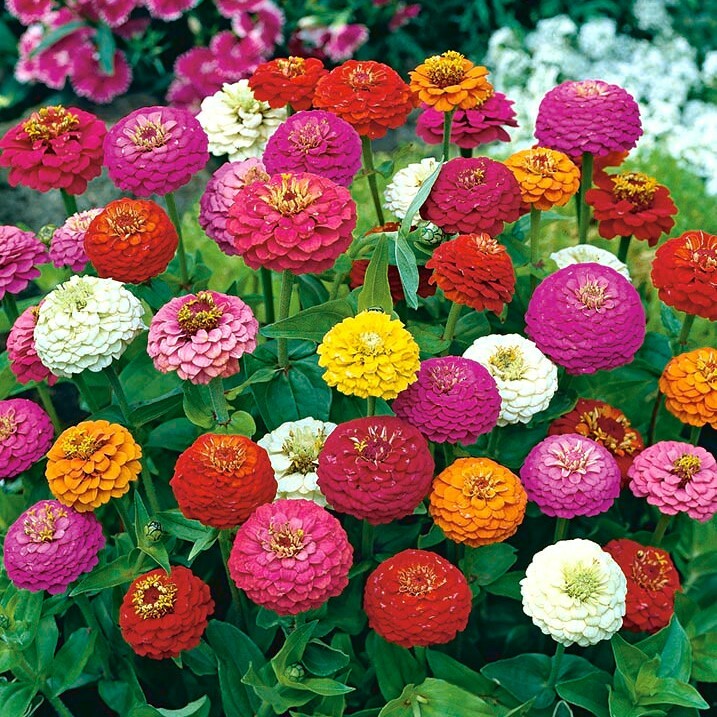 Zinnia Lilliput Flower Mix Seeds 200+ MIXED COLORFUL ANNUAL USA FREE SHIPPING