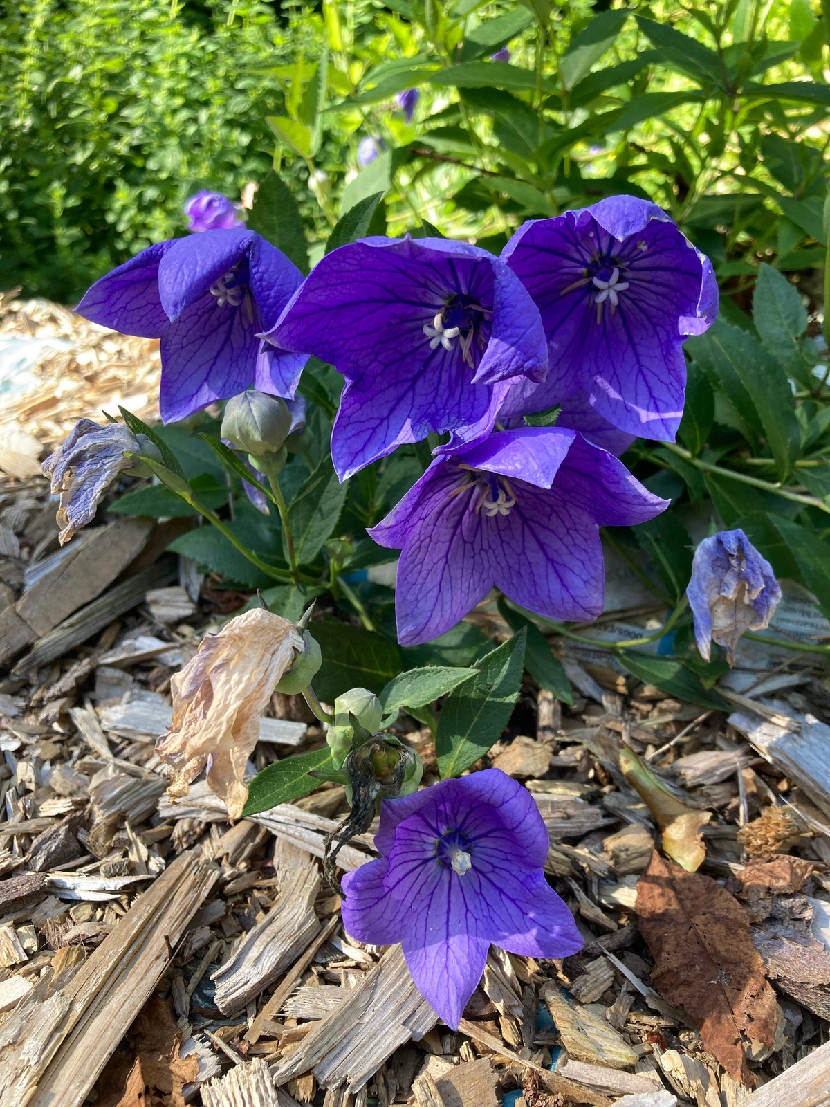 Balloon Flower Seeds (Platycodon grandiflorus) ~Traditional Herb Garden