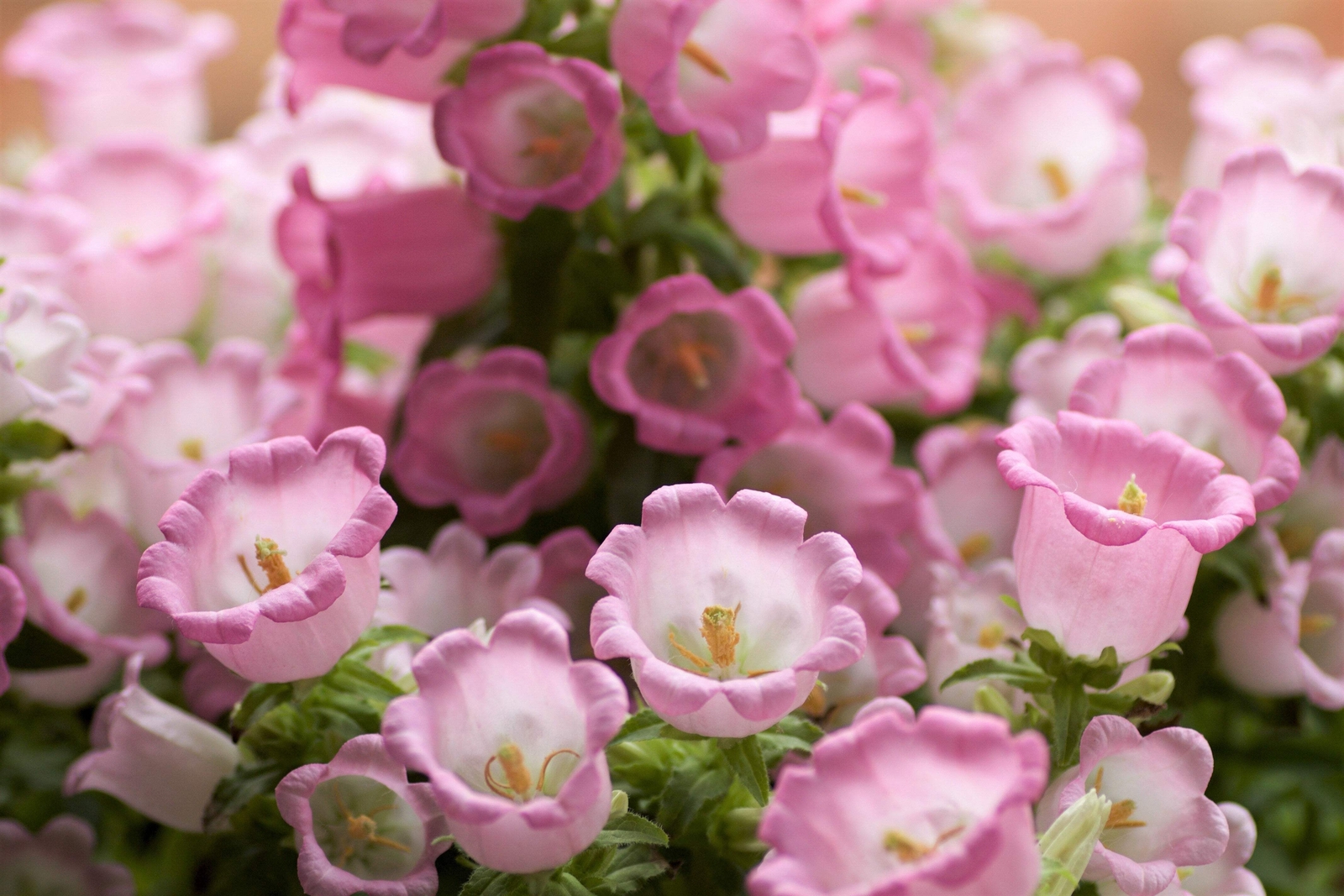 200 ROSE PINK CANTERBURY BELLS – CAMPANULA Medium Flower Seeds *Comb S/H