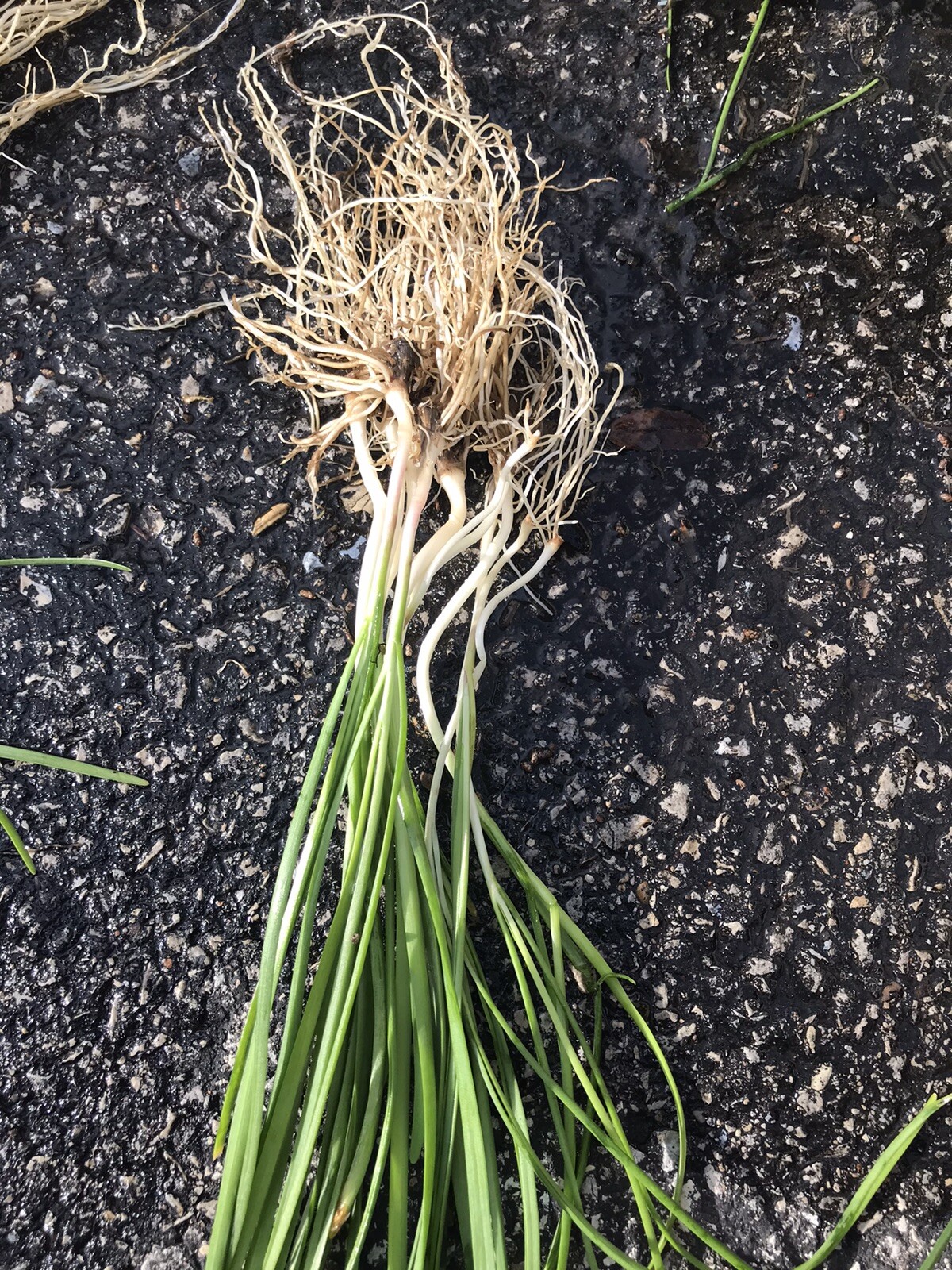25 RootChinese Chives Plants (Organic Garlic Chives, Over 3 Years Old) 韭菜