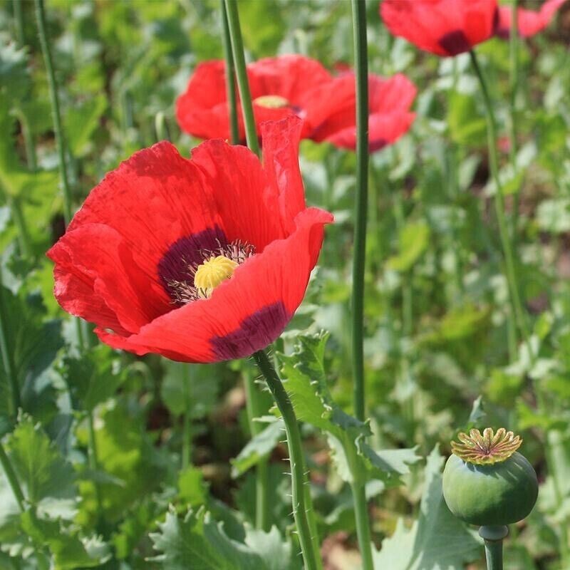 Beautiful Poppy Flower Seeds (Papever somniferum) 1000 Seeds, . USA