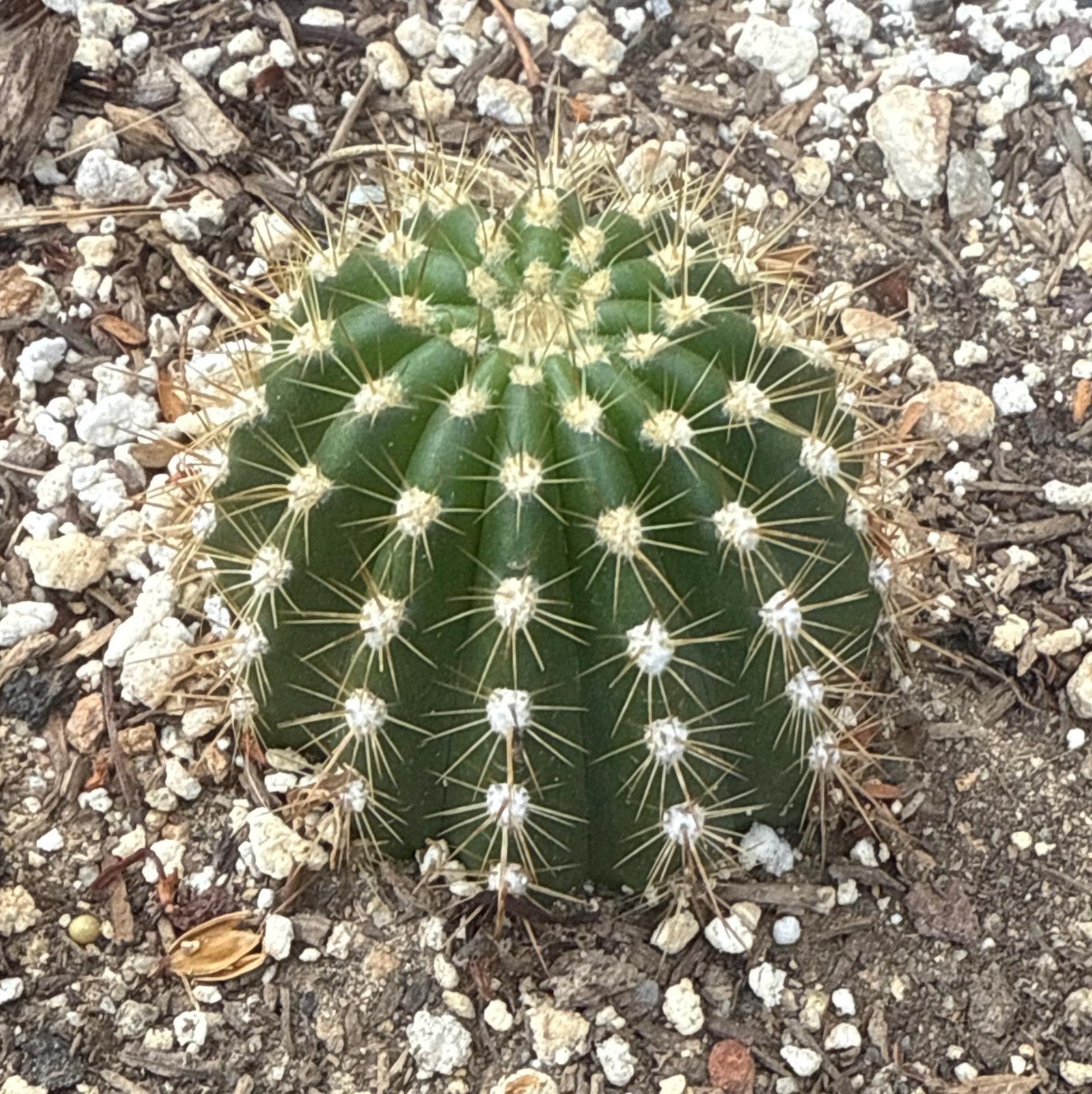 3 inch,T.Cereus,Hybrid,FLYING SAUCER, XL BLOOMING,Echinopsis,Cactus,Hans Britsch