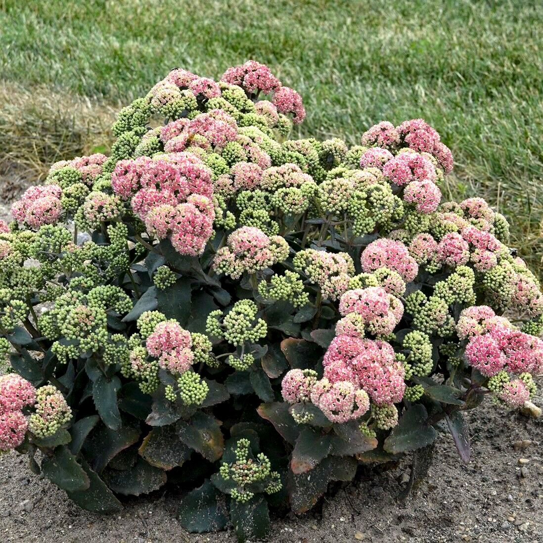 50 CORALJADE SEDUM SEEDS – Sedum ‘Coraljade’