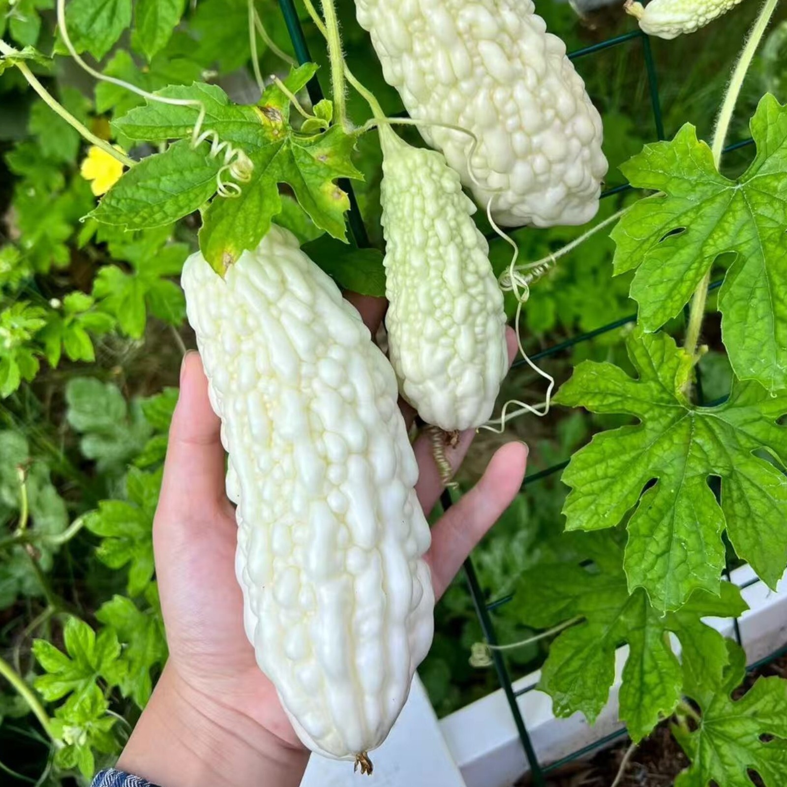 15pcs White Pearl Bitter Gourd Seeds Heirloom Balsam Pear Melon Variety