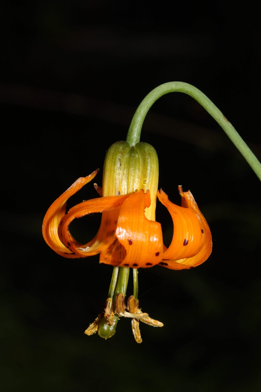 20 COLUMBIAN TIGER LILY Oregon Lilium Columbianum Orange Maroon Flower Seeds