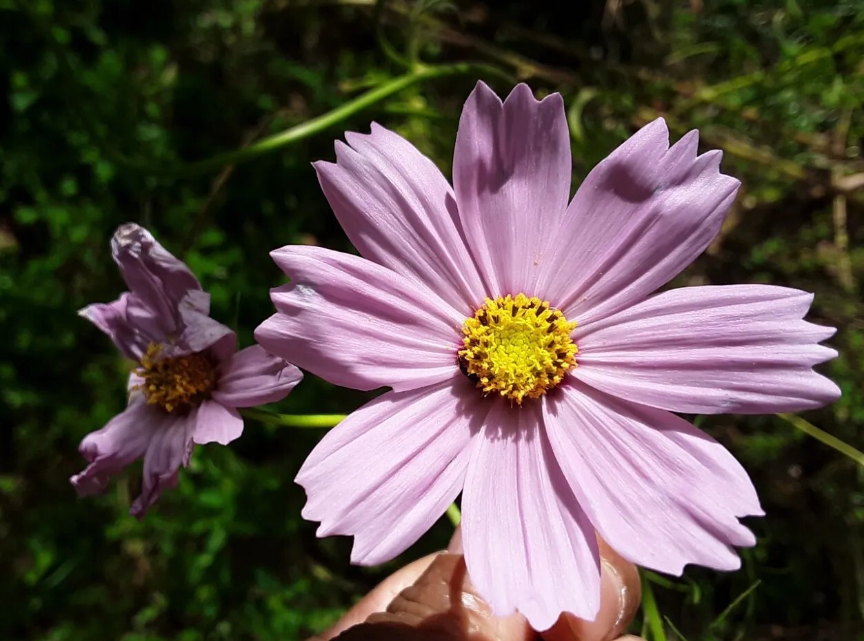 50+ Pink Cosmos Annual Flower Mix Seeds.US grown seeds.Different Shades of Pink.