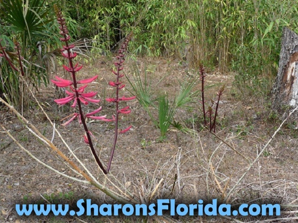 Coral Bean Seeds (Erythrina herbacea) ✤ 10 Organic Seeds