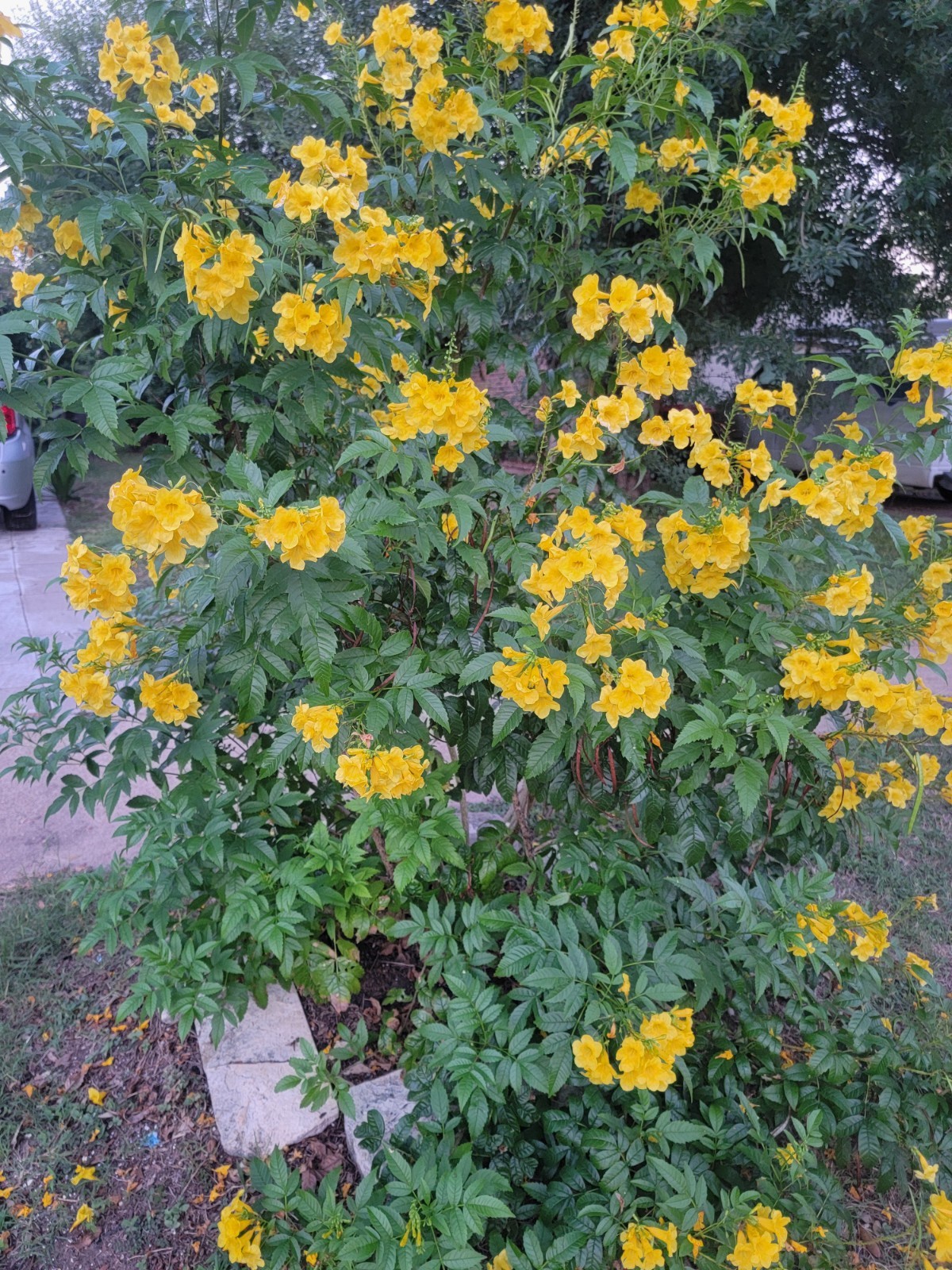 TECOMA STANS, ESPERANZA, YELLOW BELLS,TROMPETILLA, 100 SEEDS