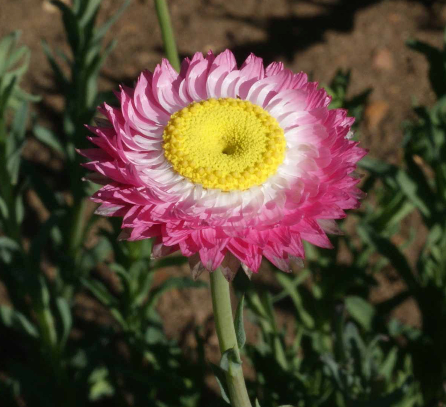 Paper Daisy Seeds