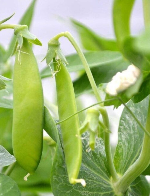 30 ct. Snow Pea Seeds – Non-GMO / Heirloom
