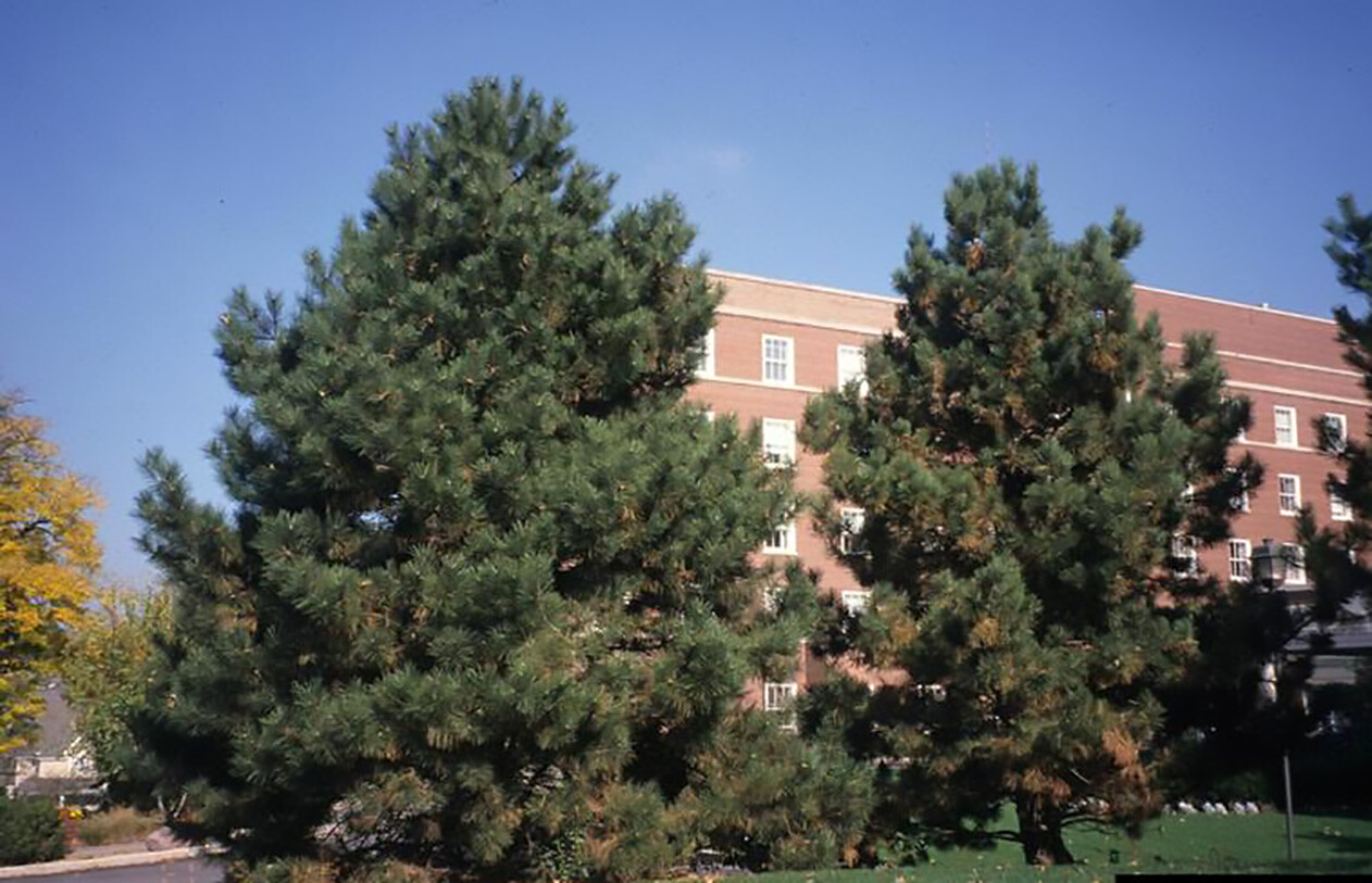 Austrian Pine, Pinus nigra, Tree Seeds (Fast, Evergreen, Hardy, Bonsai)