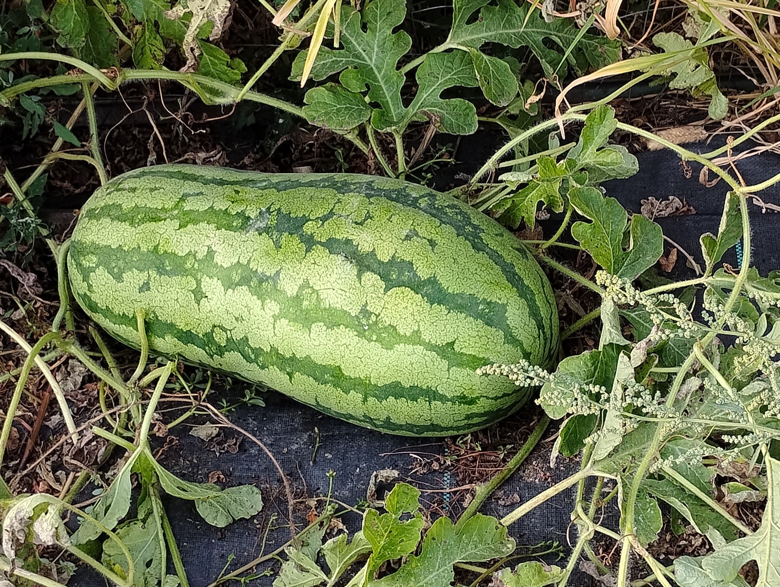 Iowa Grown Organic Striped Watermelon Seeds, NON-GMO, Gumbo Soil Pure 20-35 LBS