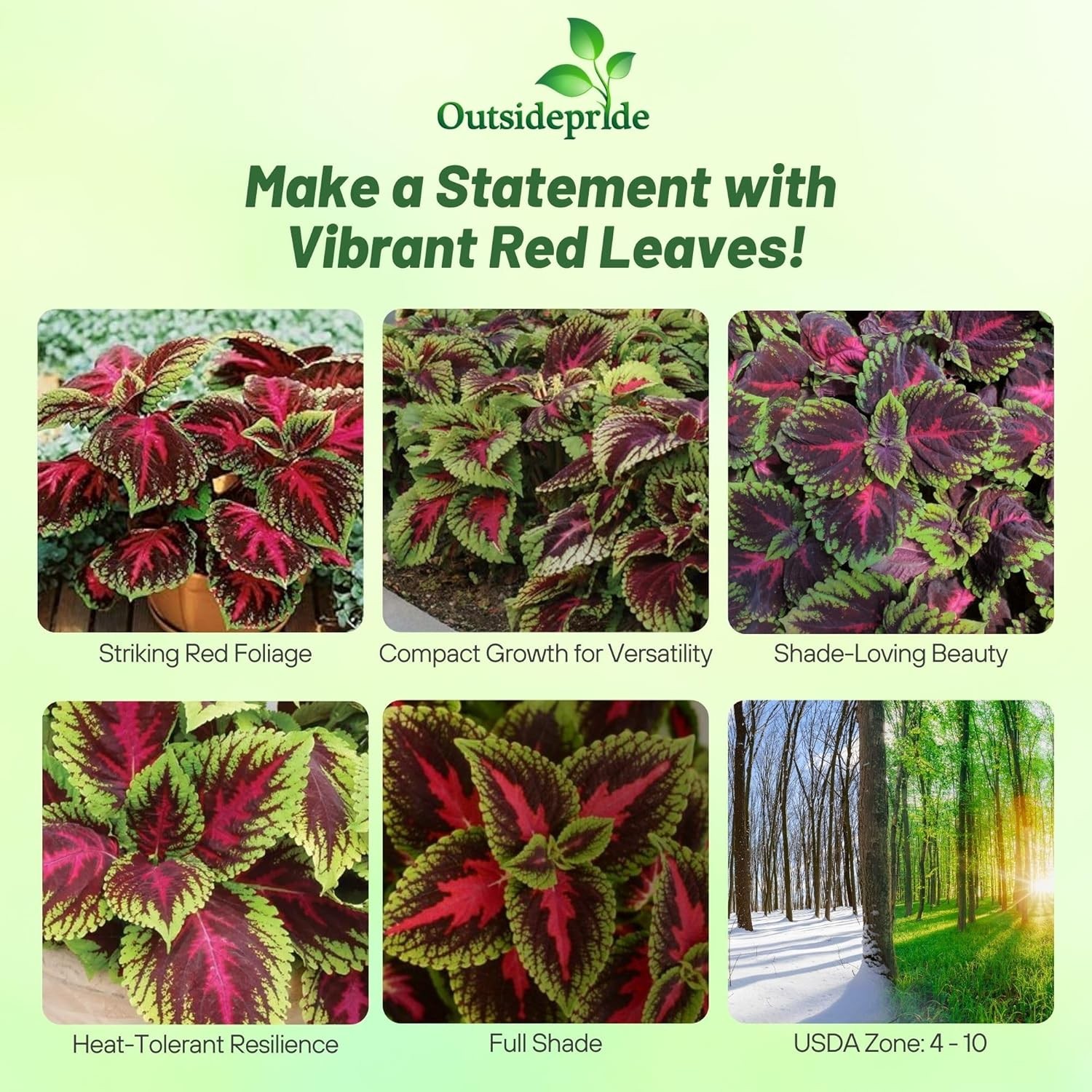 20 Seeds Red Coleus Foliage Plant Seed – Coleus Red Kong Flower Seed