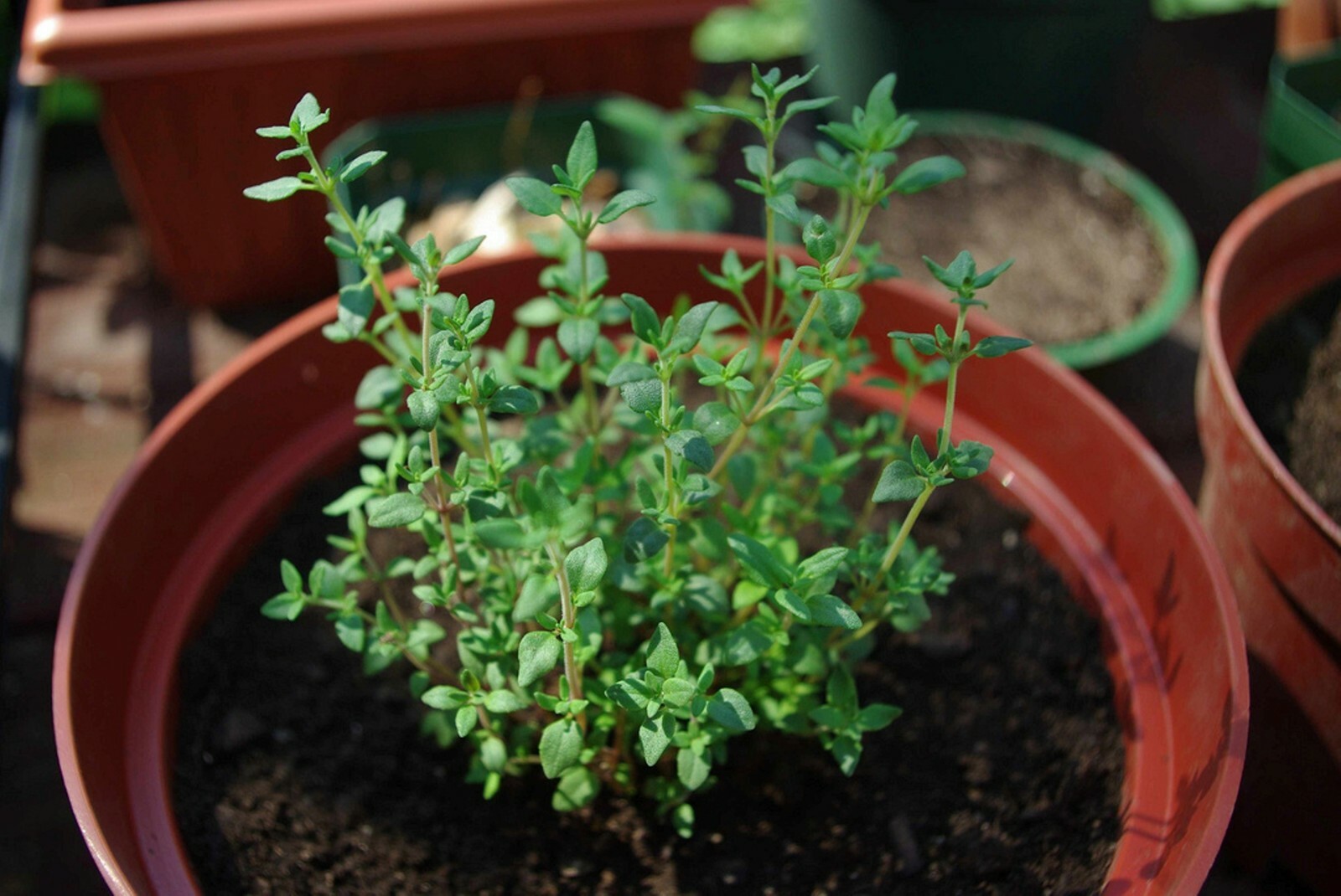 Thyme Herb Seeds- Common- Heirloom- 500+ 2021 Garden Seeds