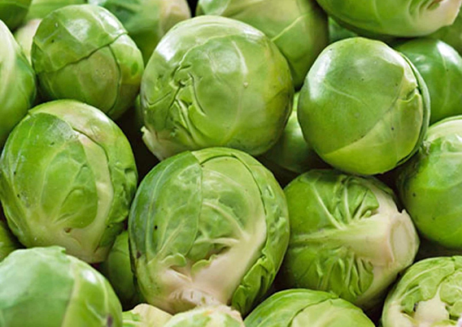 Catskill Brussel Sprouts Seeds FREE SHIPPING!