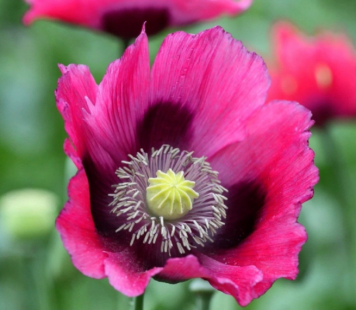 2,500 The Giant Rattle Papavear Somniferum Giganteum Poppy Seeds 2025 Harvest