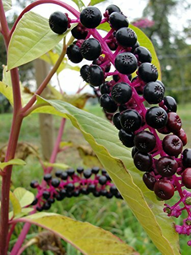 AMERICAN POKEWEED “Phytolacca americana” ~Makes great Vine~ Perennial SEEDS