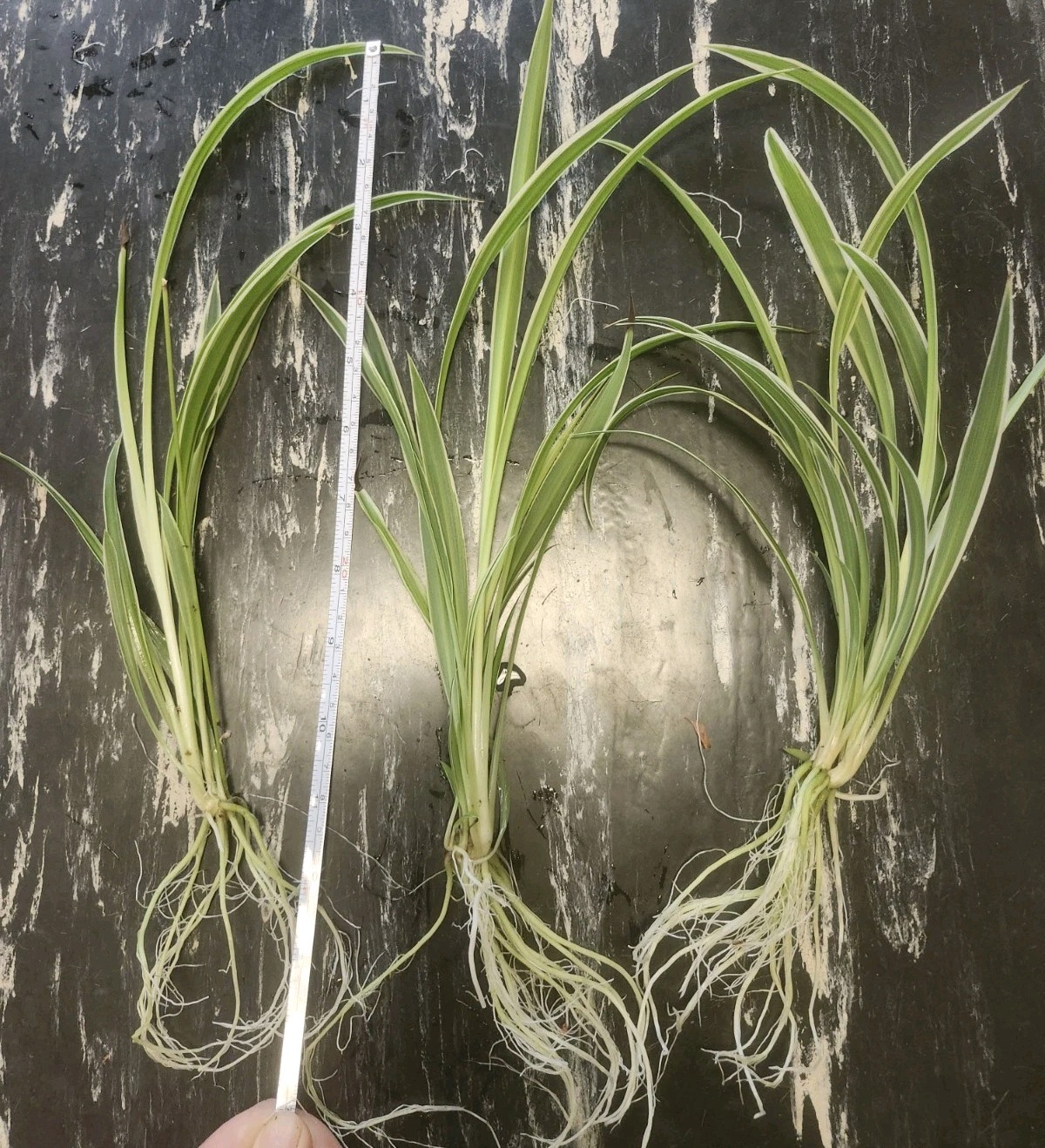 3 Rooted Variegated Spider Plants Live Plant Starters Air Purifying Houseplants