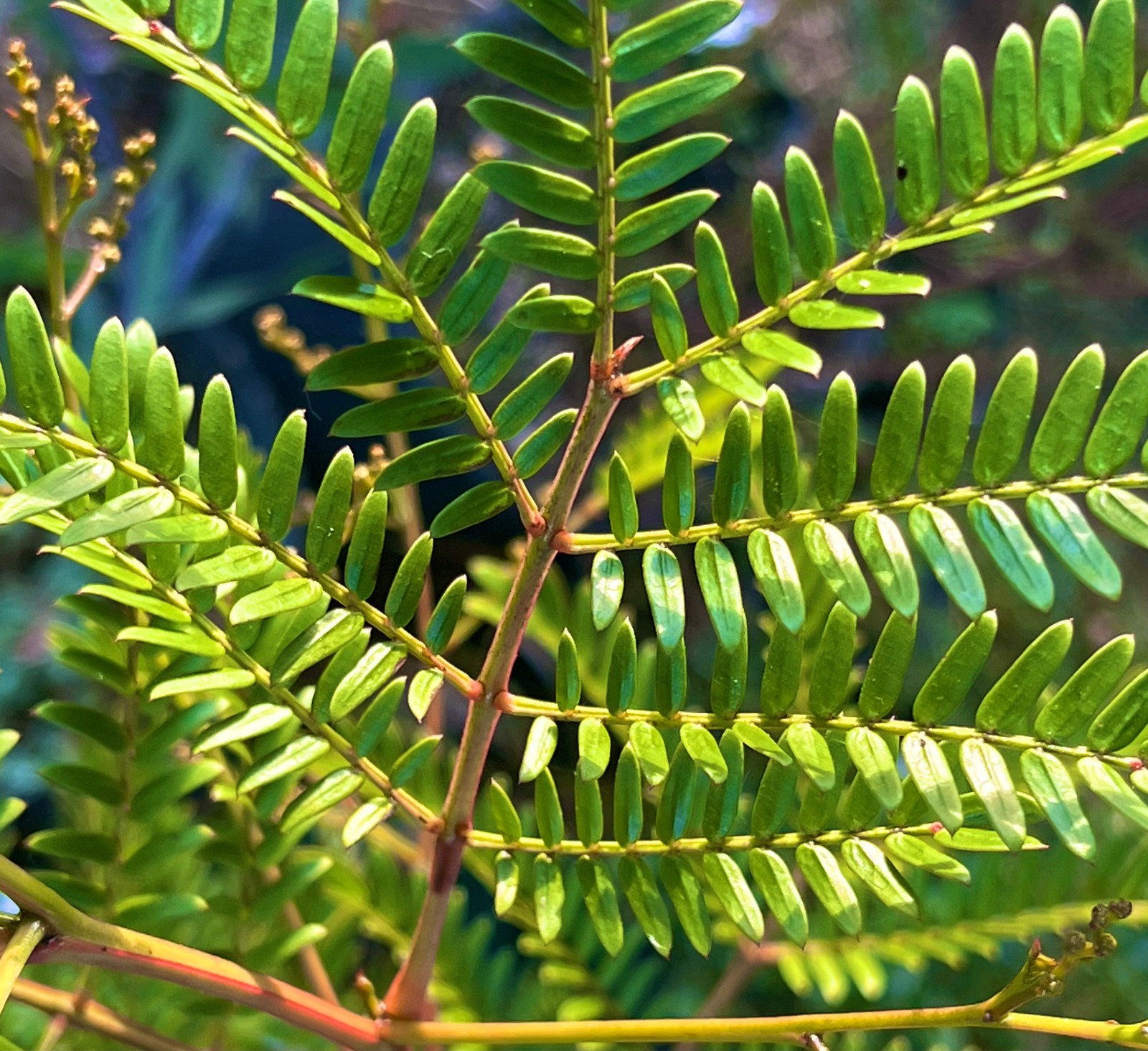 5+ Acacia terminalis Seeds – ‘Sunshine Wattle’
