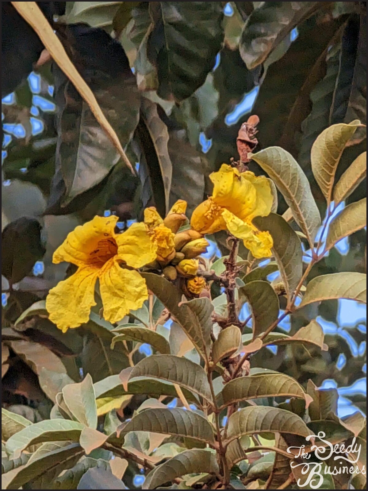 Markhamia lutea – Nile tulip and trumpet tree – 20, 100, or 500 seeds