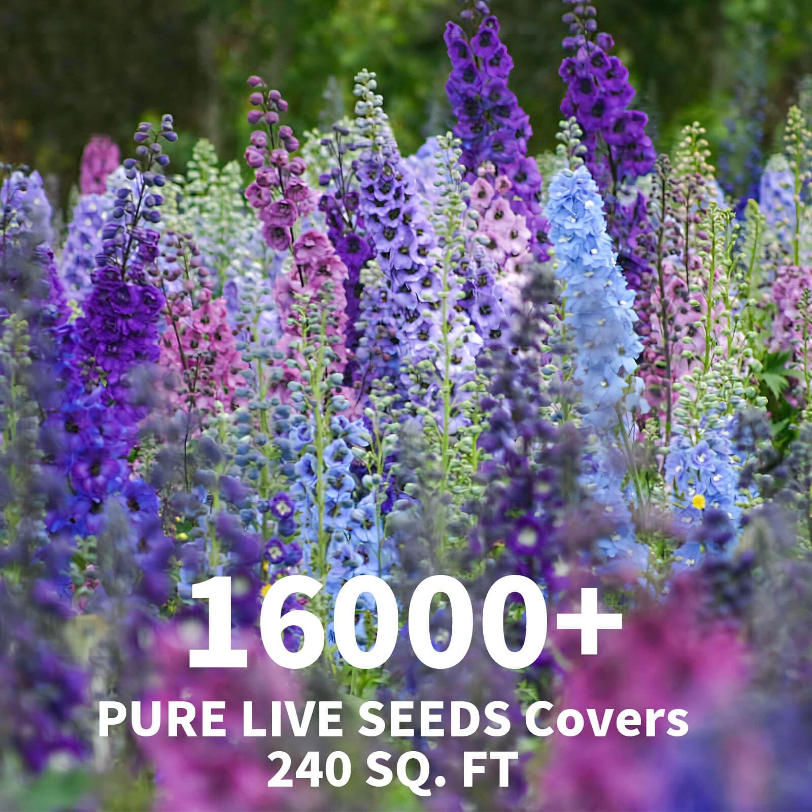 Mixed Color Rocket Larkspur Delphinium Consolida ajacis Seeds 2 Pack