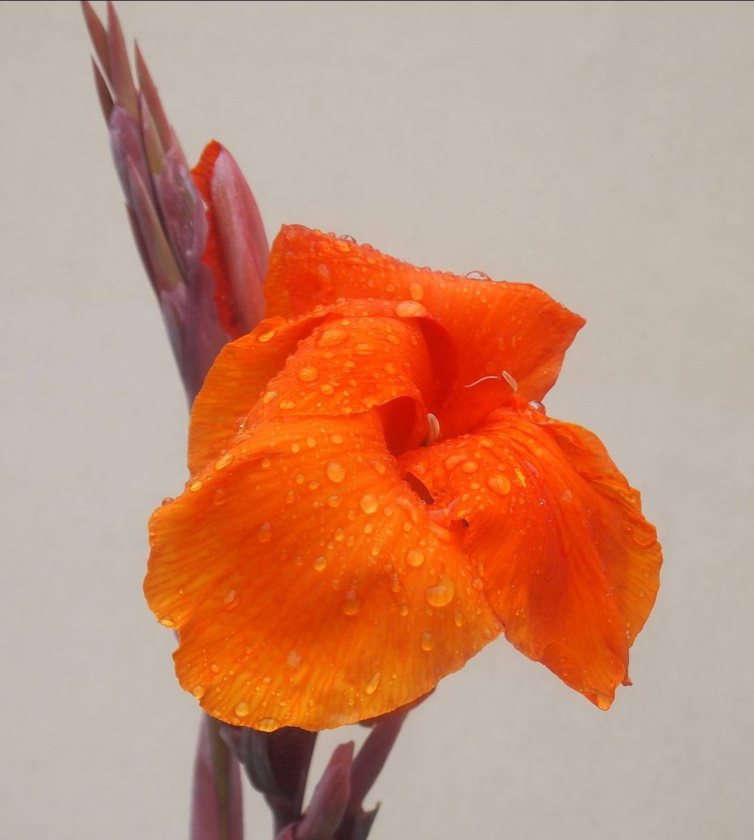Canna Lily (Canna Indica) LIVE Rhizomes – Offer of 2 – Orange flowers Tall Stems