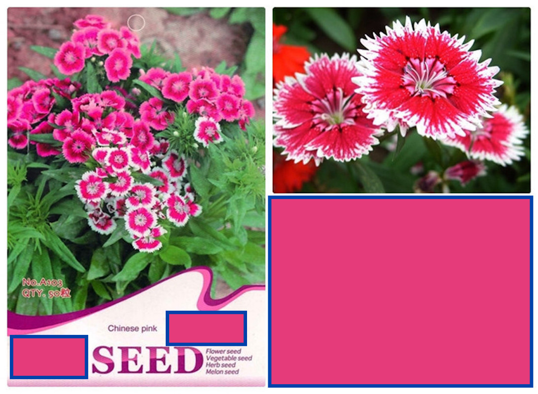 20 SEEDS CARNATION Dianthus Caryophyllus for germination flower exotic garden