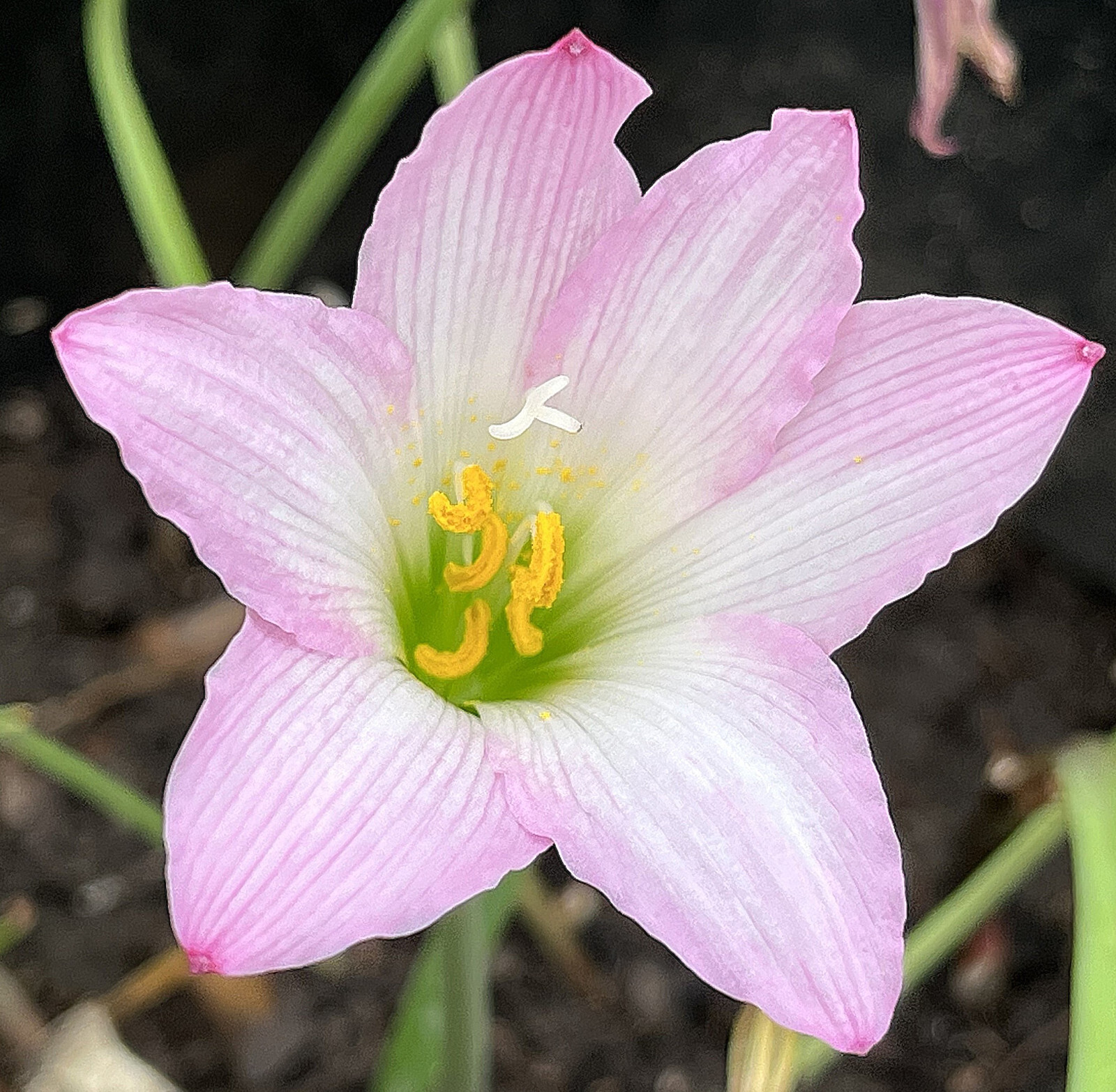 Rain Lily zephyranthes 12 live bulbs with roots and leaves pastel purple lot