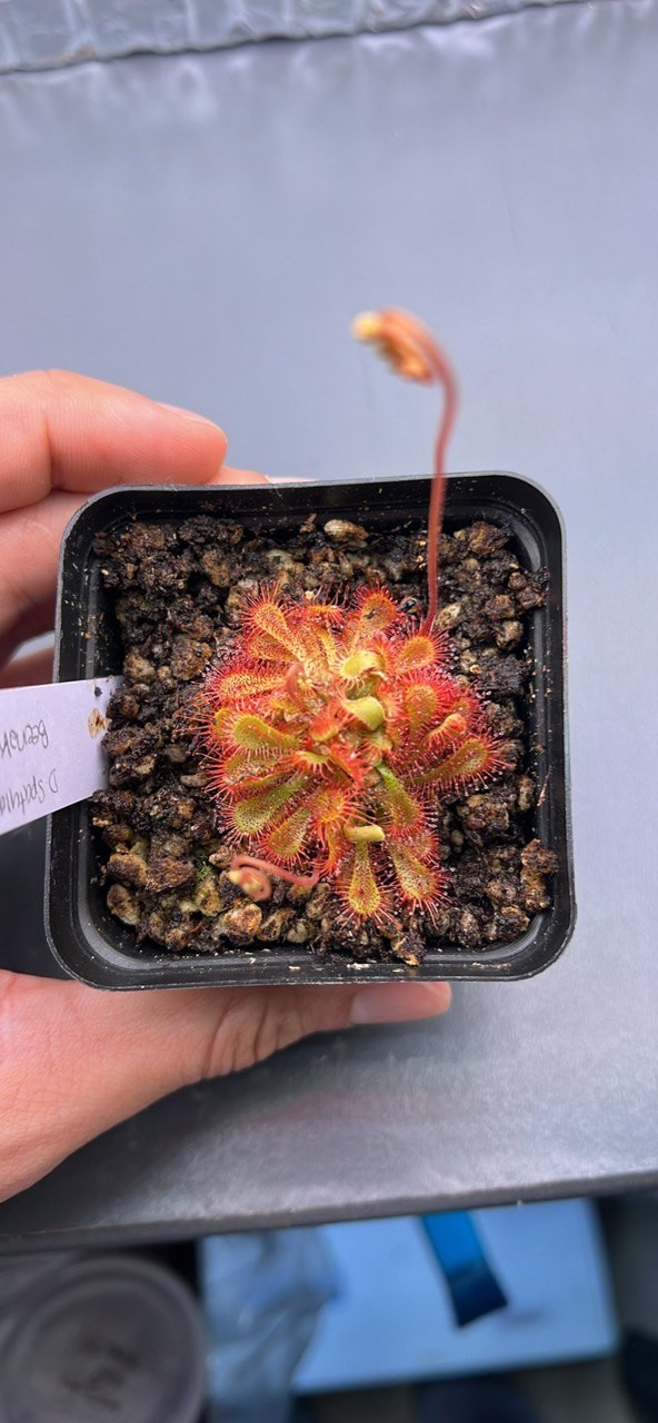 Drosera Spatulata “Beenak Seeds” (20+)