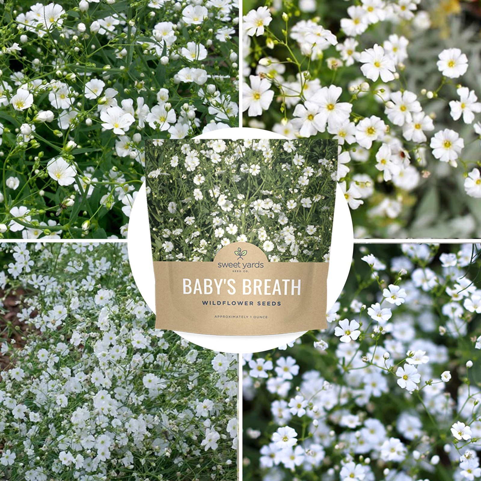 Showy Babys Breath Seeds, Bulk 1/4 Pound Bag, Over 80,000 Non-GMO Seeds