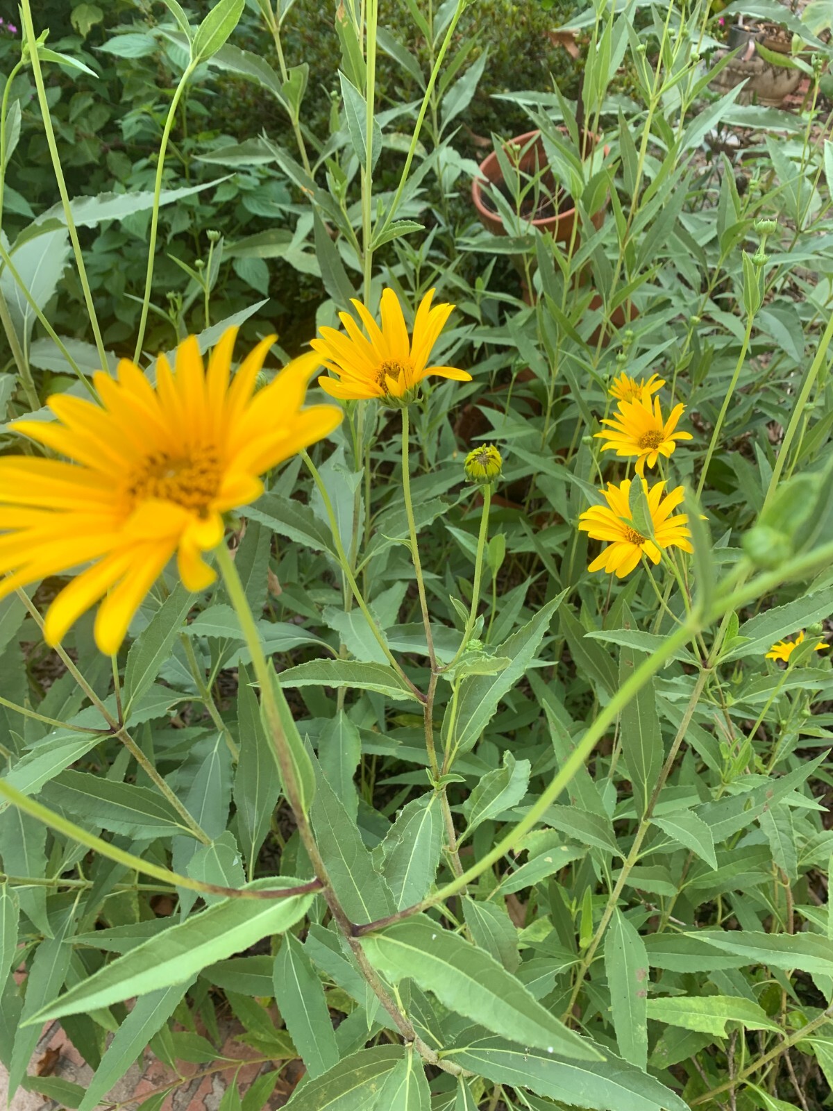 Lot of 25 Heliopsis helianthoides False Sunflower plants-free shipping