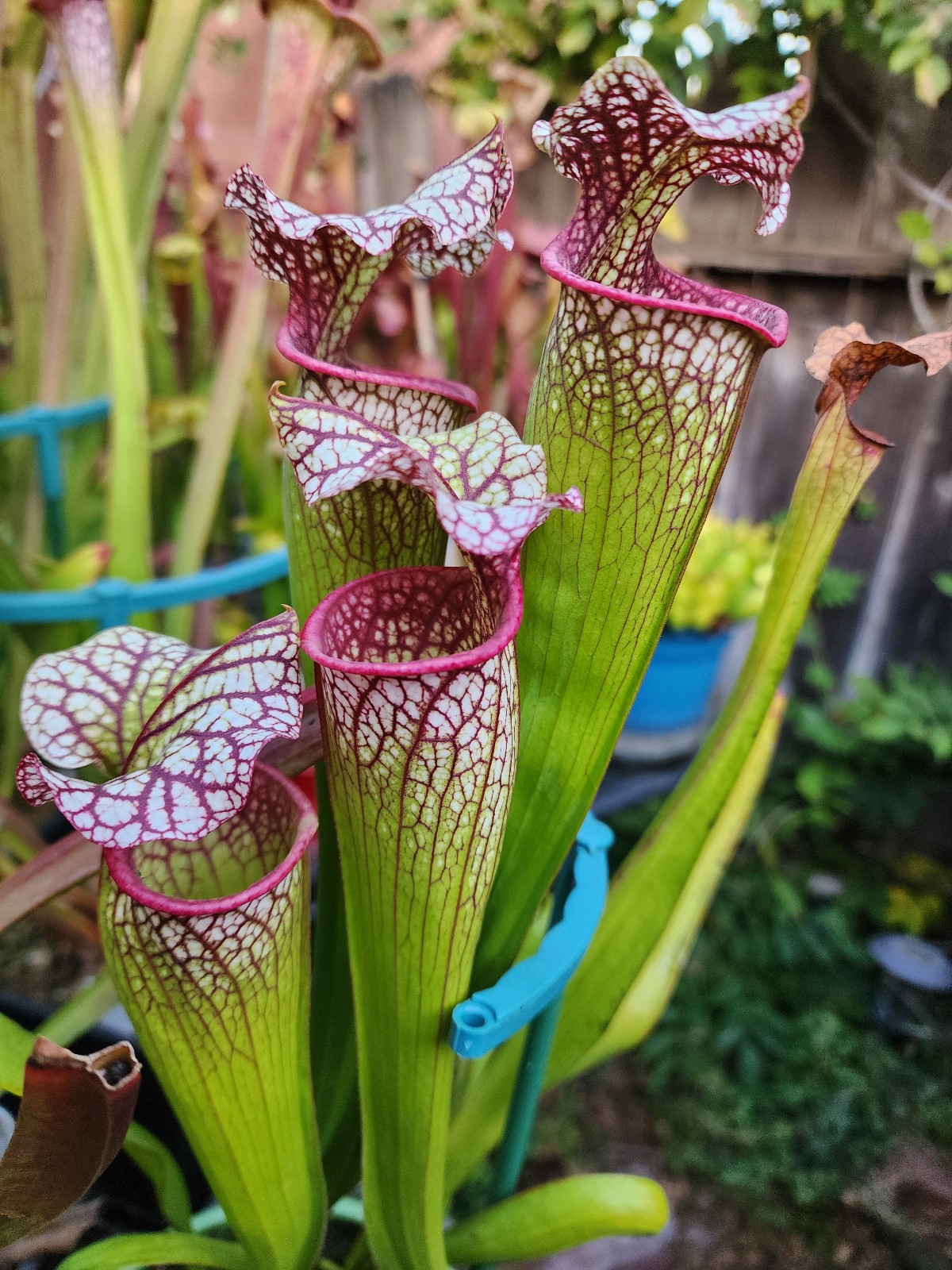 2025 SARRACENIA SEEDS: LEUCOPHYLLA ALBA X (ADRIAN SLACK X JUDITH HINDLE)