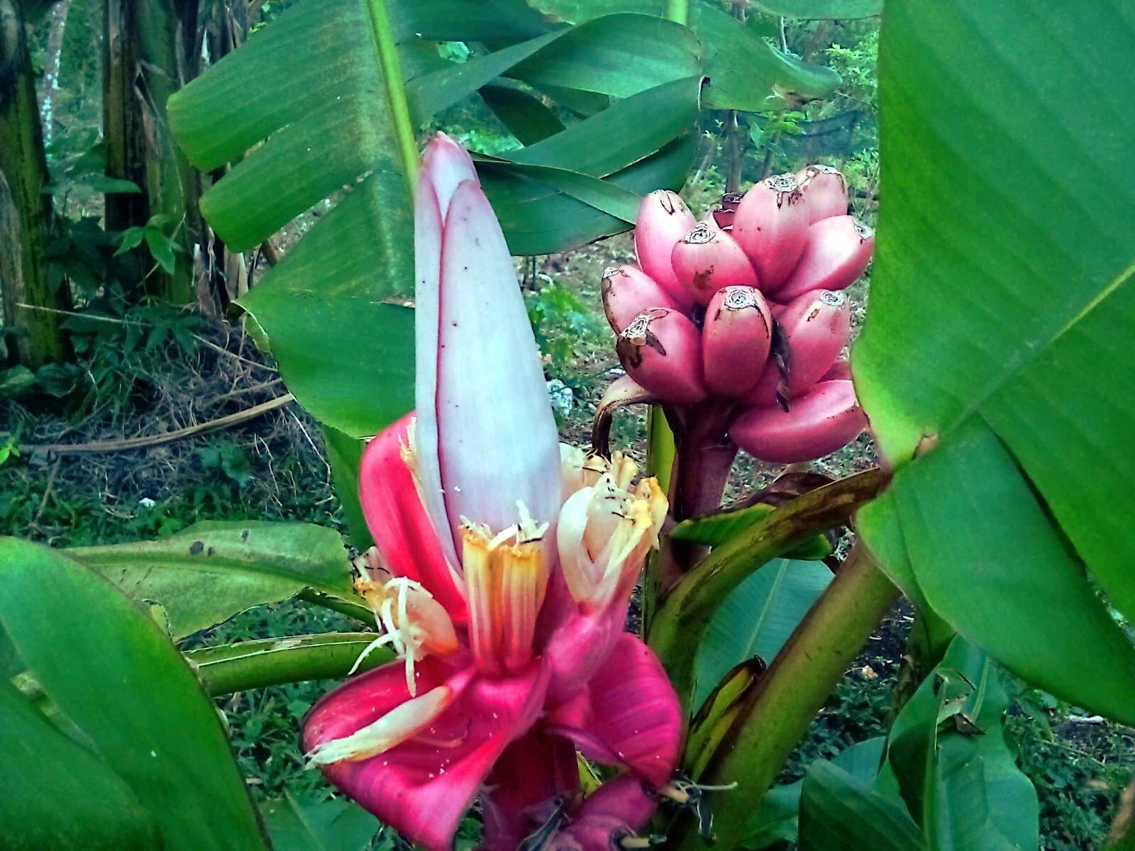 Banana Tree Seed Mix – Dwarf Pink Musa velutina & Dwarf Acuminata Tropical Fruit