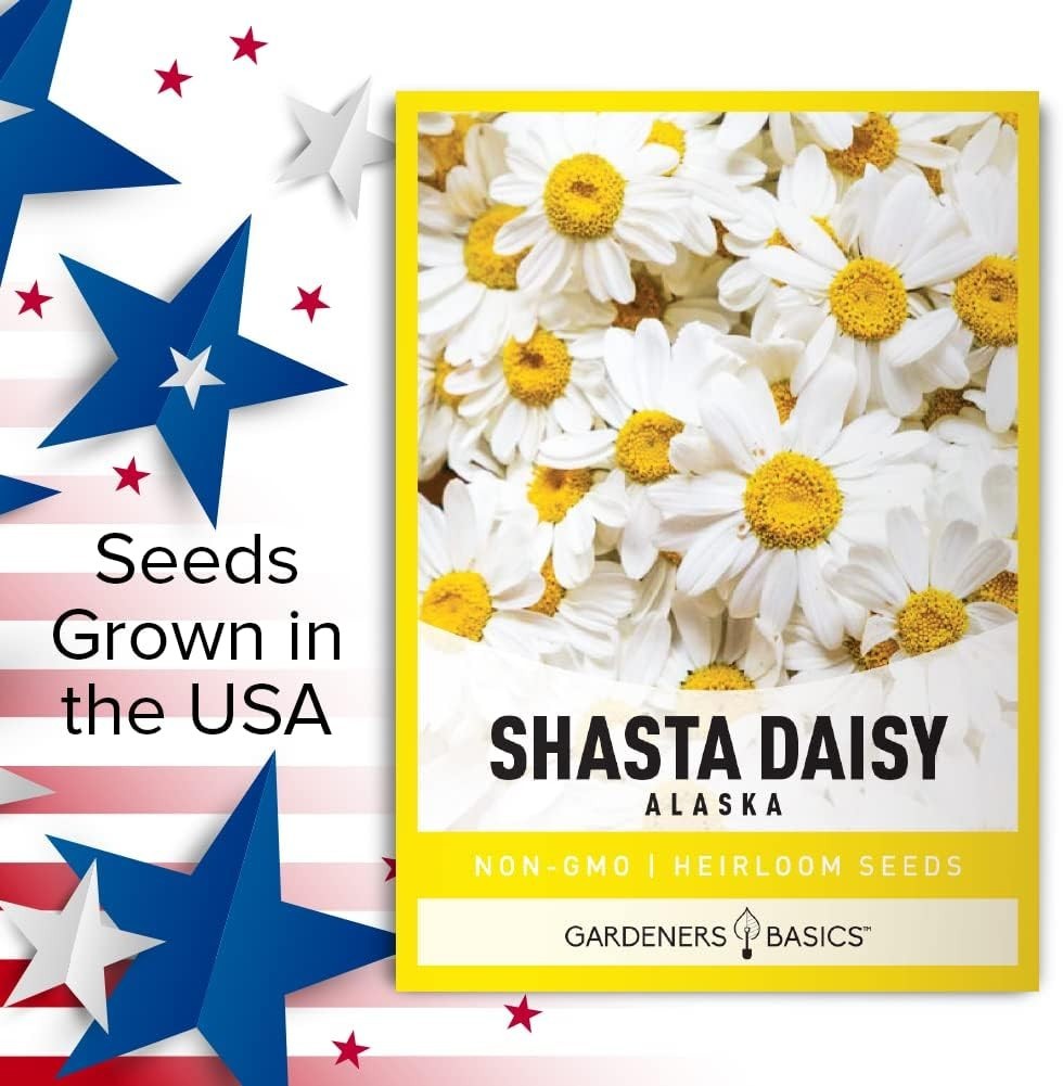 White Shasta Daisy Seeds Alaska Perennial Heirloom Non-GMO Garden Flowers