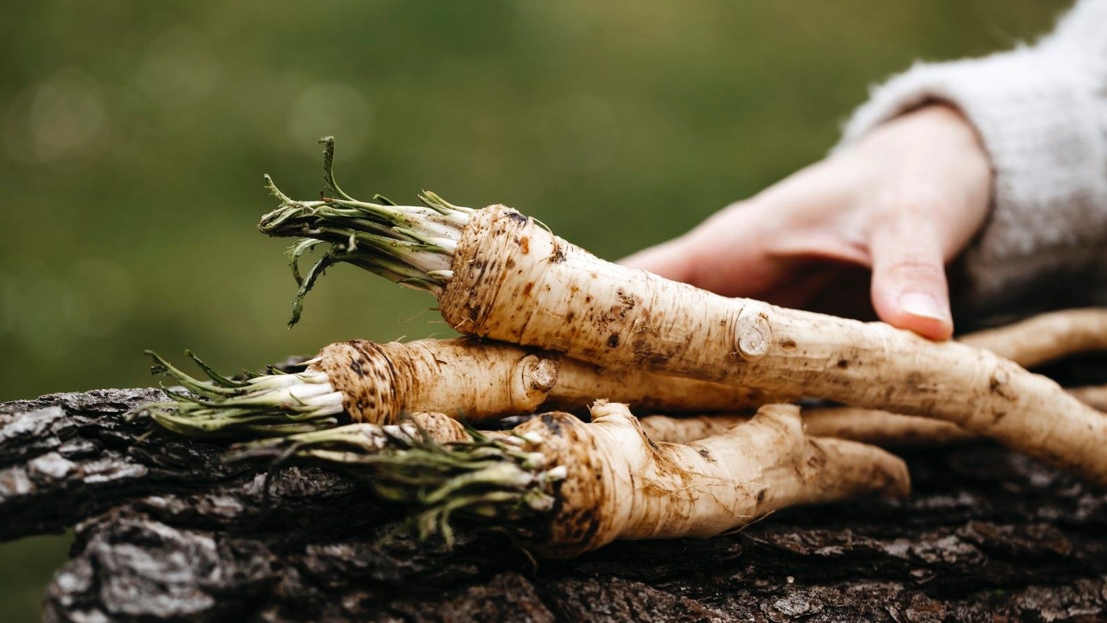 20 Horseradish Bare Roots – Armoracia rusticana