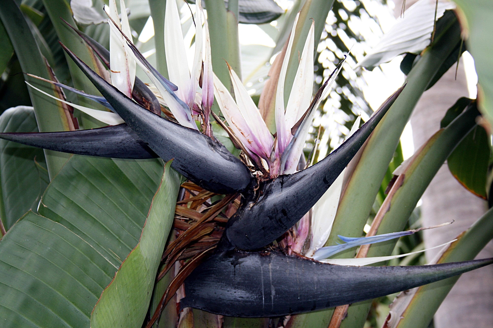 5 GIANT BIRD OF PARADISE Strelitzia Nicolai Wild Banana White Crane Flower Seeds