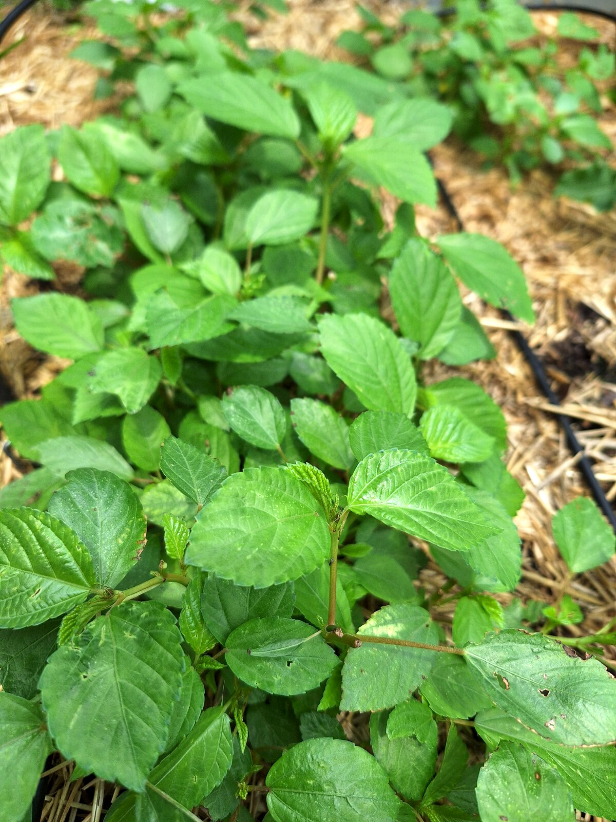 500+ Saluyot Molokhia Egyptian Jute Organic Spinach Seeds. USA Seller