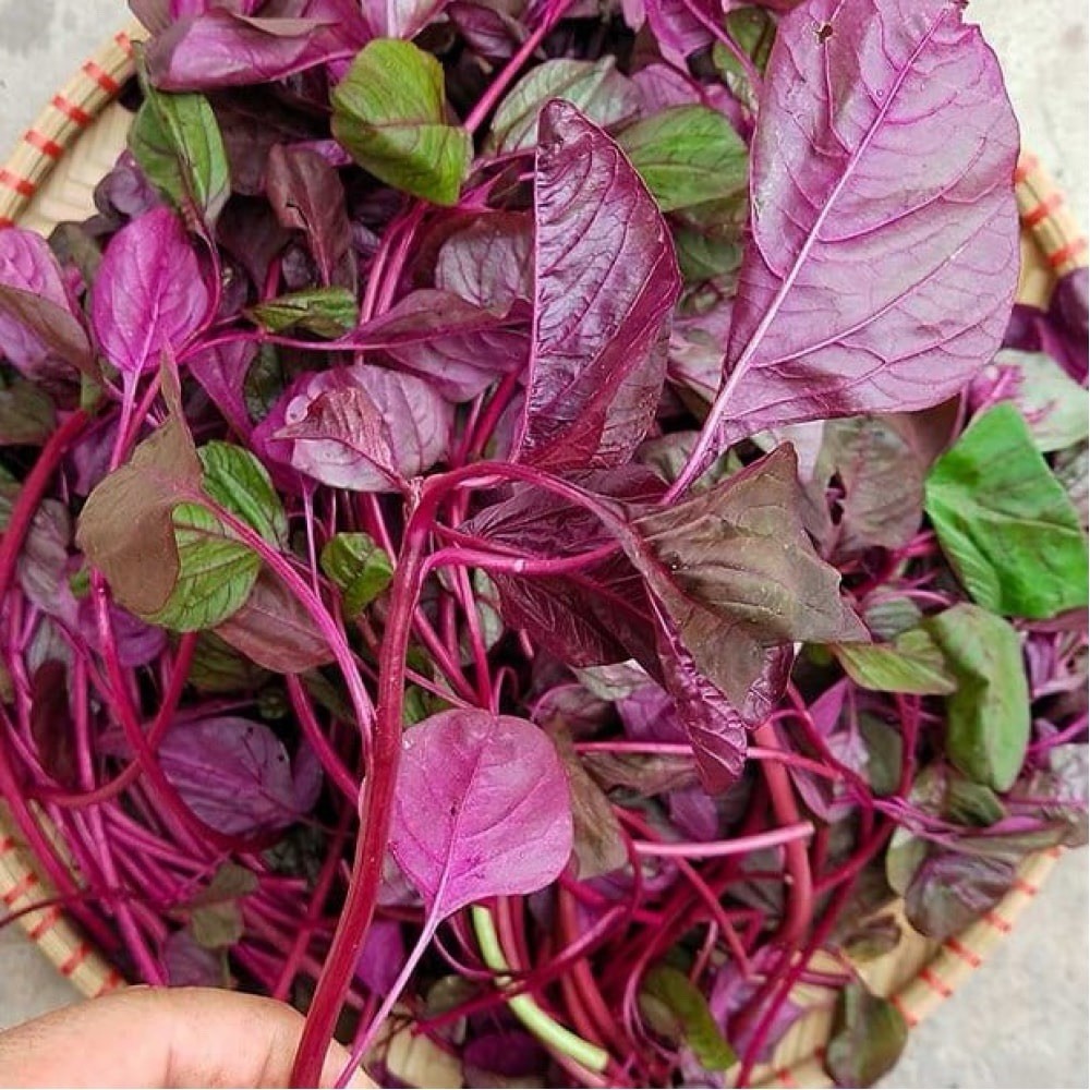 Hat Giong Den Do – Red Amaranth Seeds – RADO 15 – US Seller – Easy to Grow